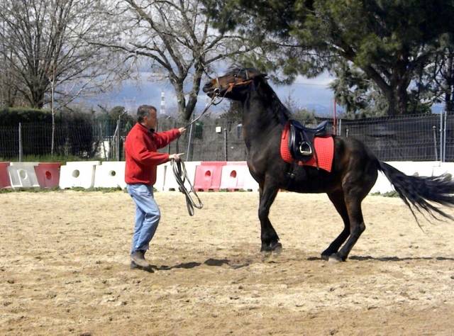  Educating the horse 